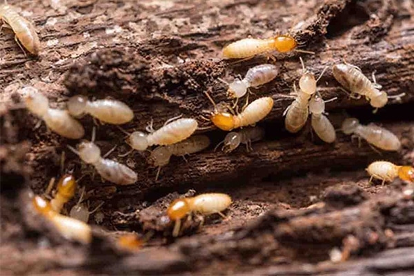 Traitement anti-termites