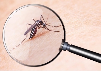 Comment lutter efficacement contre les moustiques ?